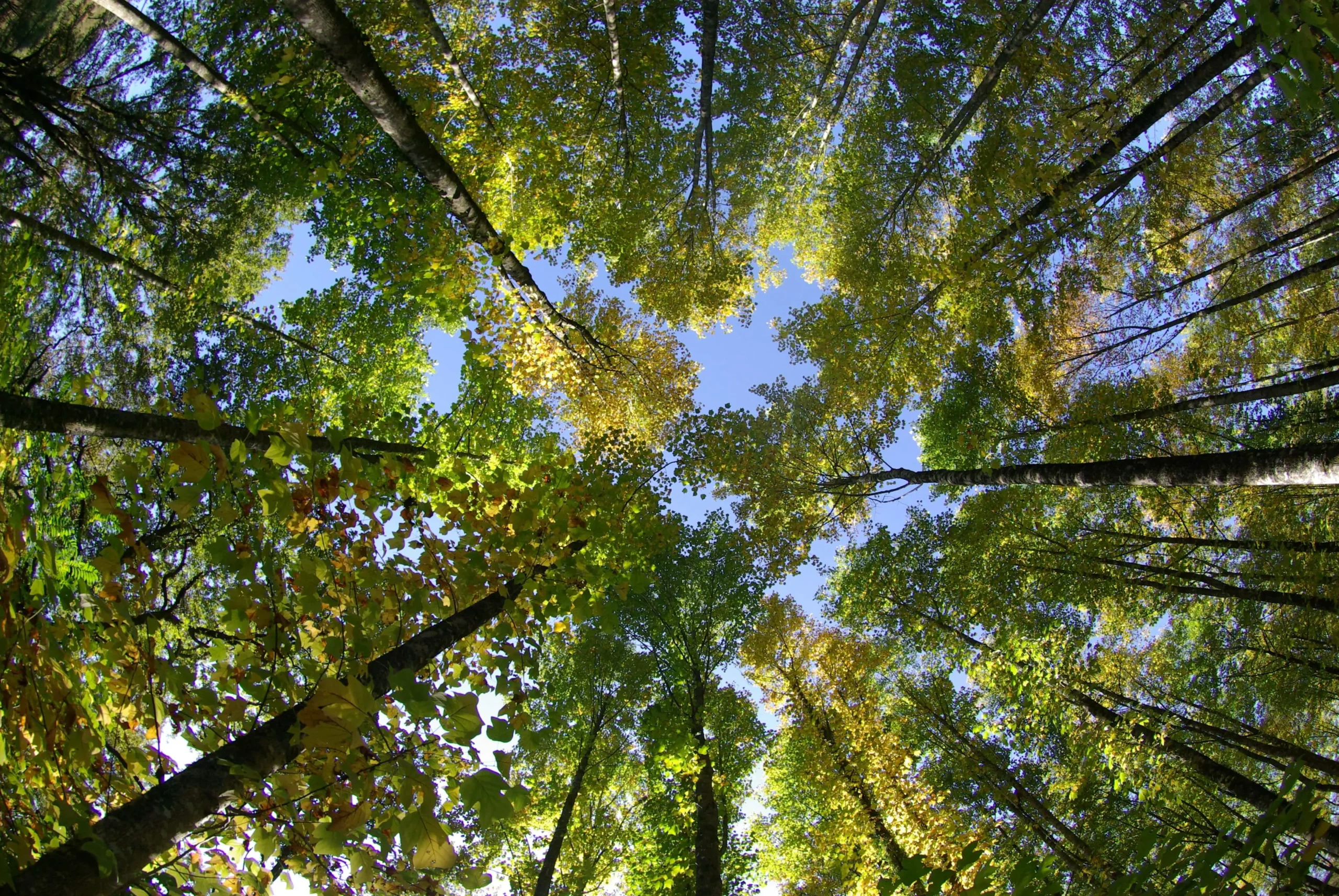 Investir-dans-un-groupement-forestier-avec-Platinium-patrimoine