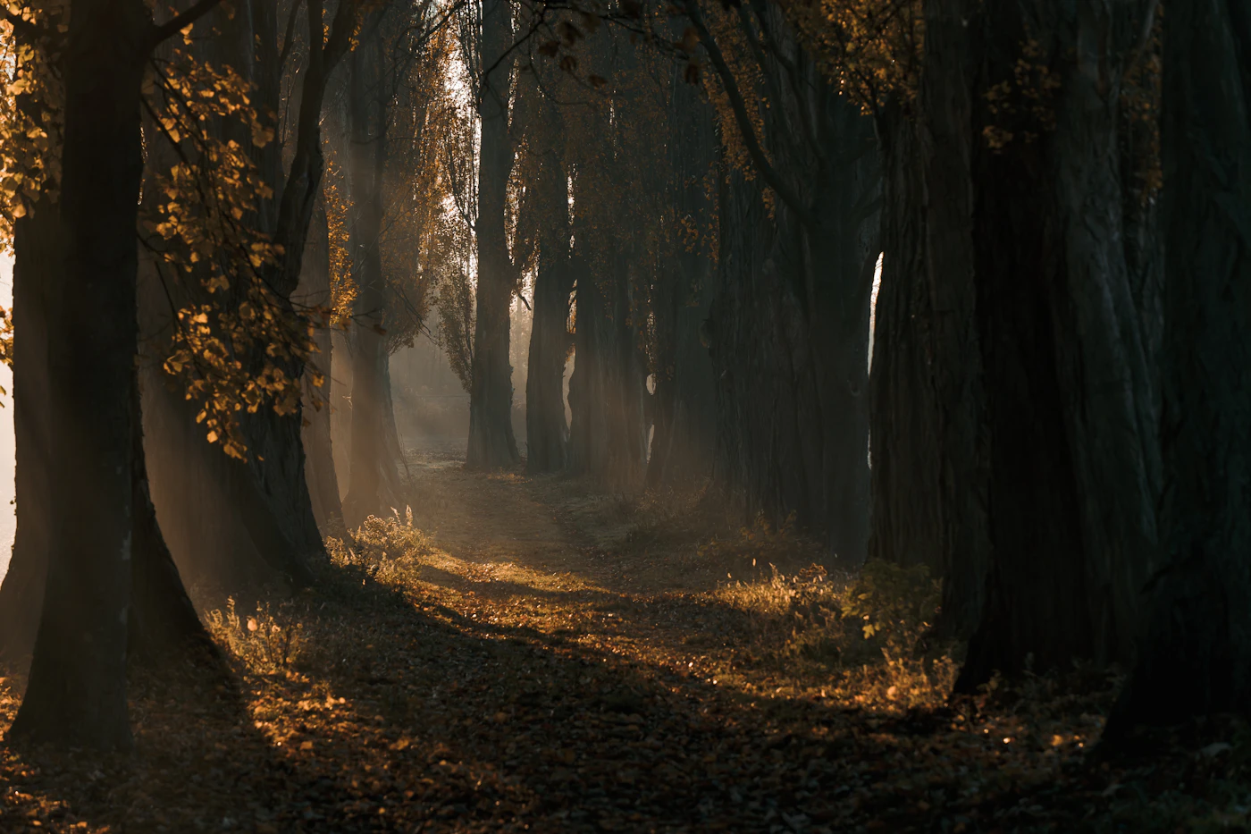 Un chemin forestier éclairé par le soleil