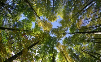 Investir-dans-un-groupement-forestier-avec-Platinium-patrimoine